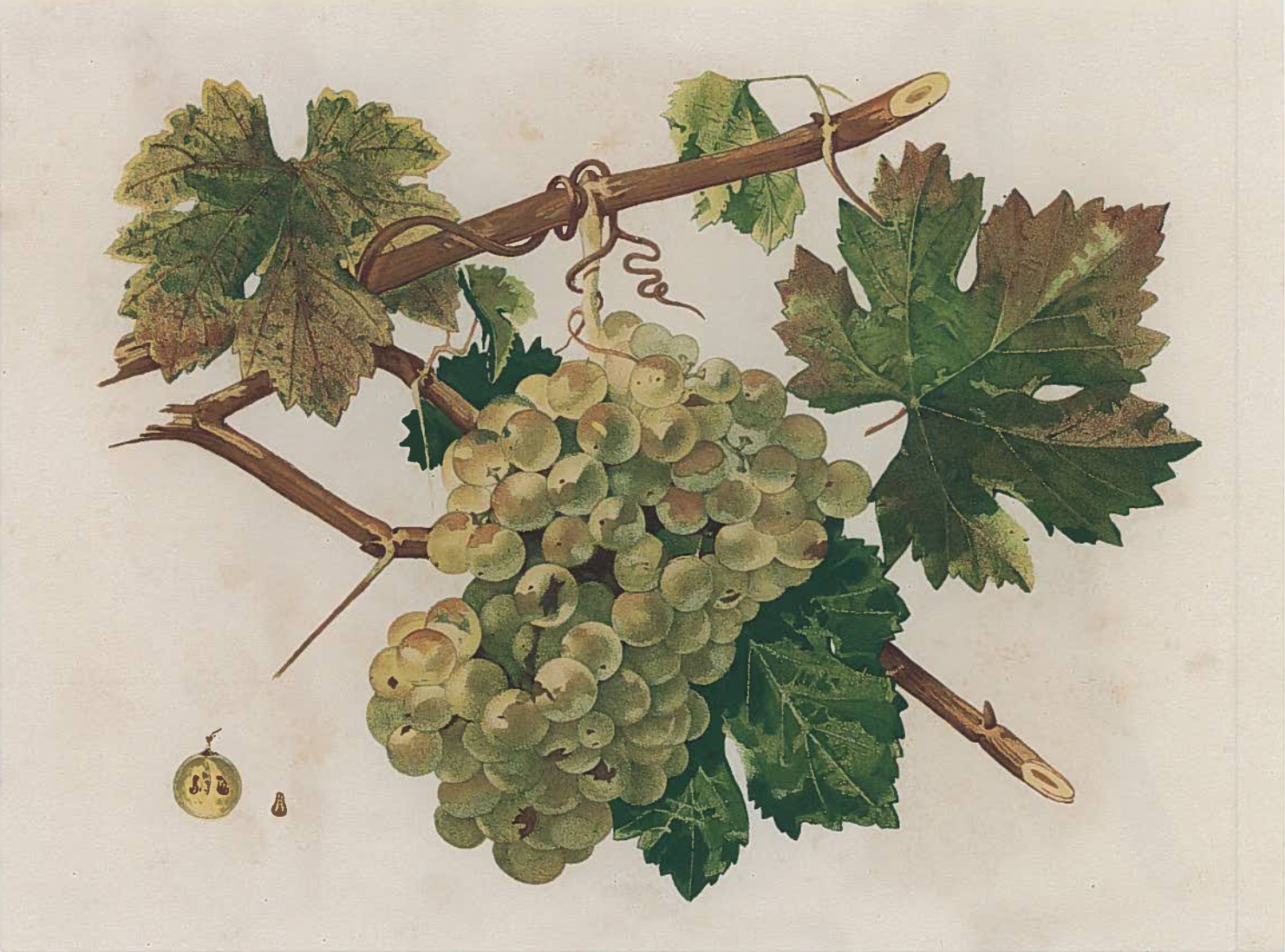 III Jornadas del Vino Natural de Molvízar